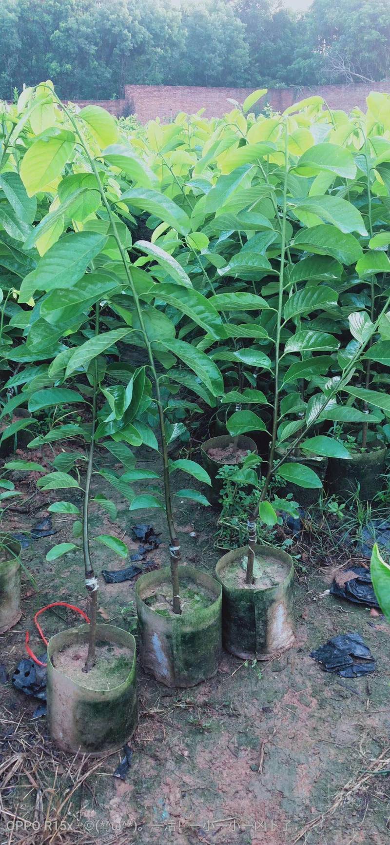 榴莲释迦果苗，美植袋种苗