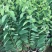 榴莲释迦果苗，美植袋种苗