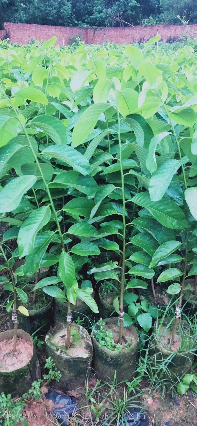 榴莲释迦果苗，美植袋种苗