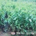 榴莲释迦果苗，美植袋种苗