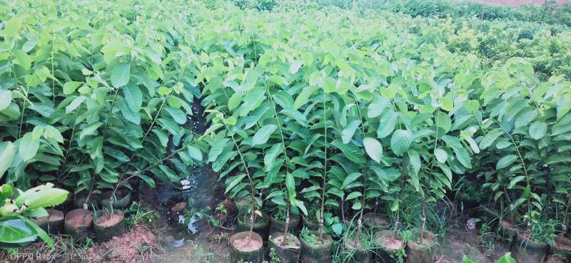 榴莲释迦果苗，美植袋种苗