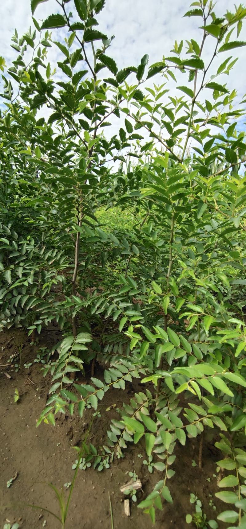 河北赞皇【药用酸枣苗】用来嫁接各种品种枣树苗