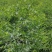 河北赞皇【药用酸枣苗】用来嫁接各种品种枣树苗