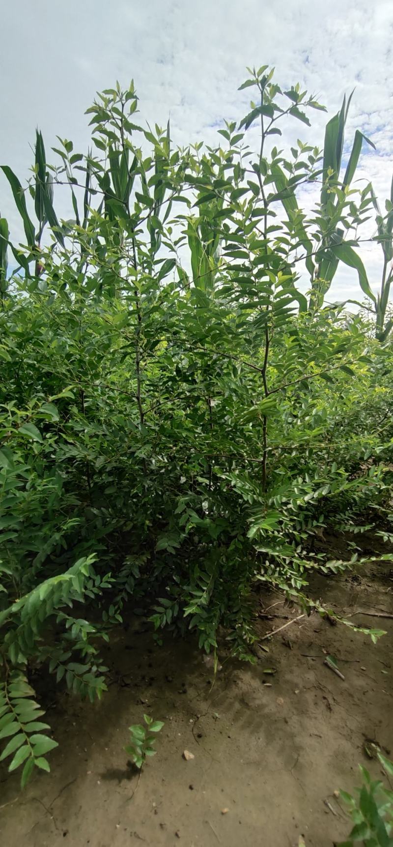 河北赞皇【药用酸枣苗】用来嫁接各种品种枣树苗