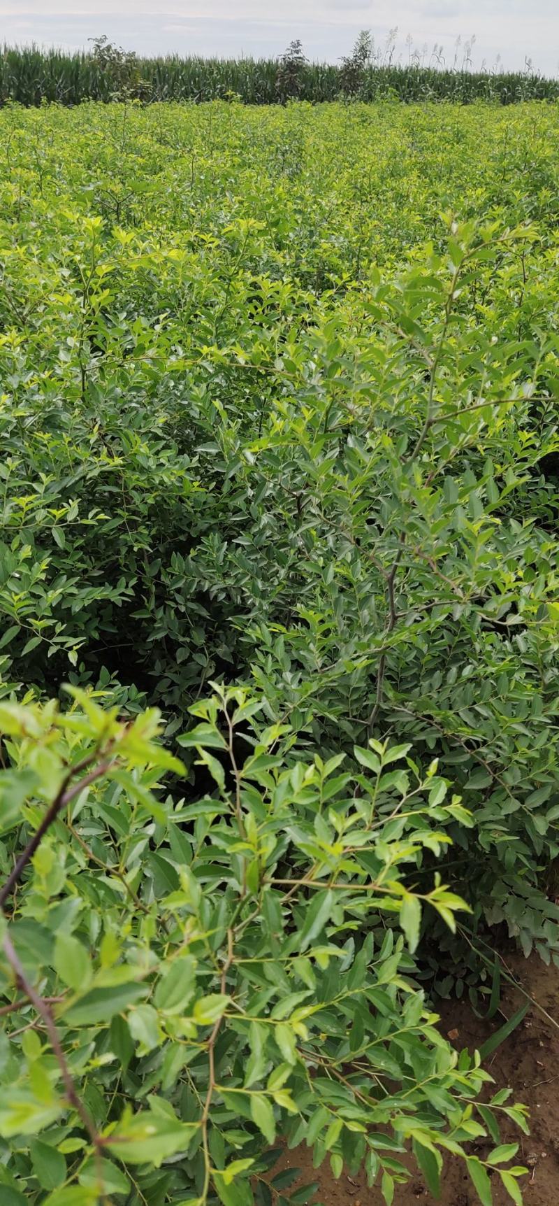河北赞皇【药用酸枣苗】用来嫁接各种品种枣树苗