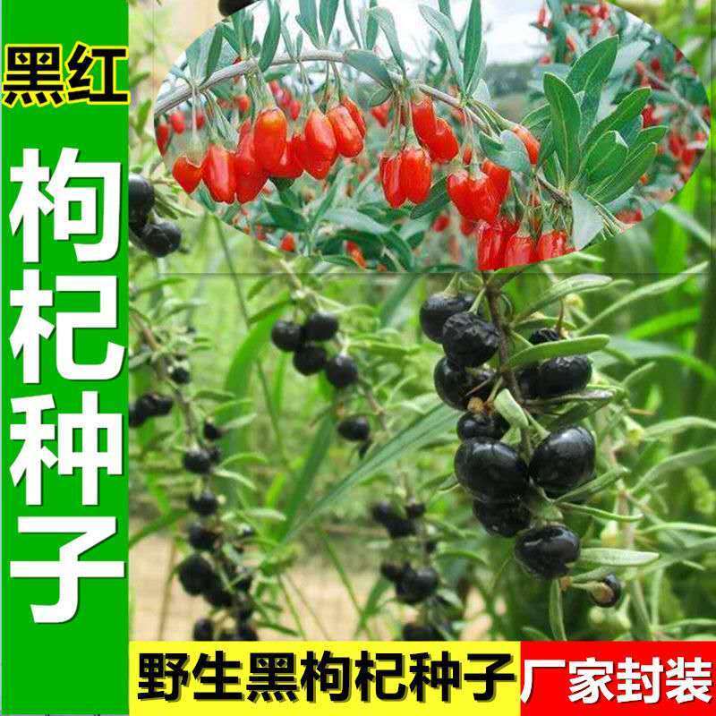 四季播种红枸杞种子野生黑枸杞种子阳台盆栽菜园药材种