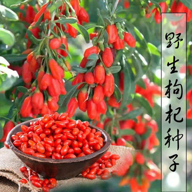 四季播种红枸杞种子野生黑枸杞种子阳台盆栽菜园药材种