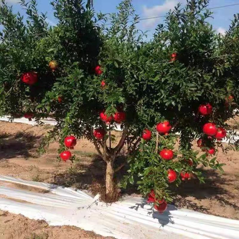 石榴树树苗突尼斯软籽庭院果树盆栽南方北方种植特大无籽石榴