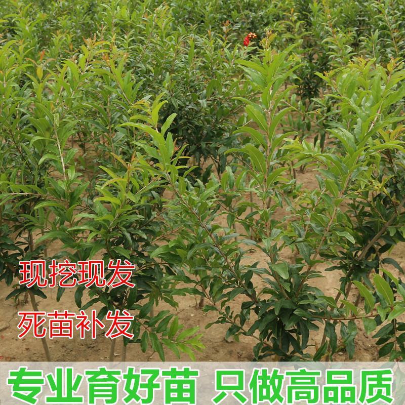 石榴树树苗突尼斯软籽庭院果树盆栽南方北方种植特大无籽石榴