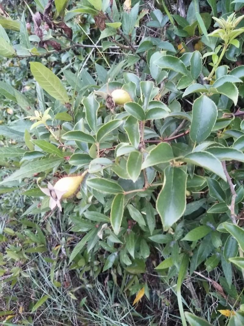 福建野生中草药材金樱子大量供应
