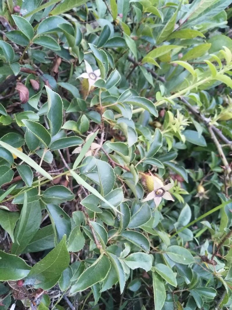 福建野生中草药材金樱子大量供应