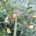 福建野生中草药材金樱子大量供应