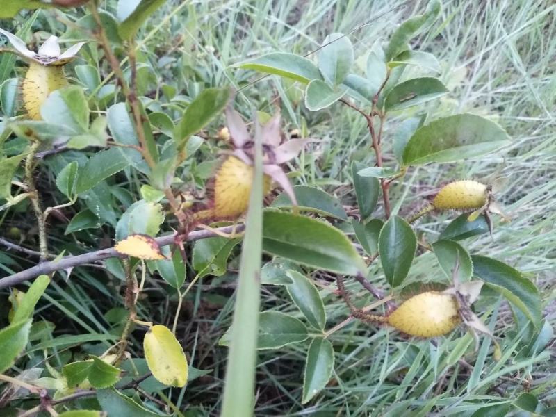 福建野生中草药材金樱子大量供应