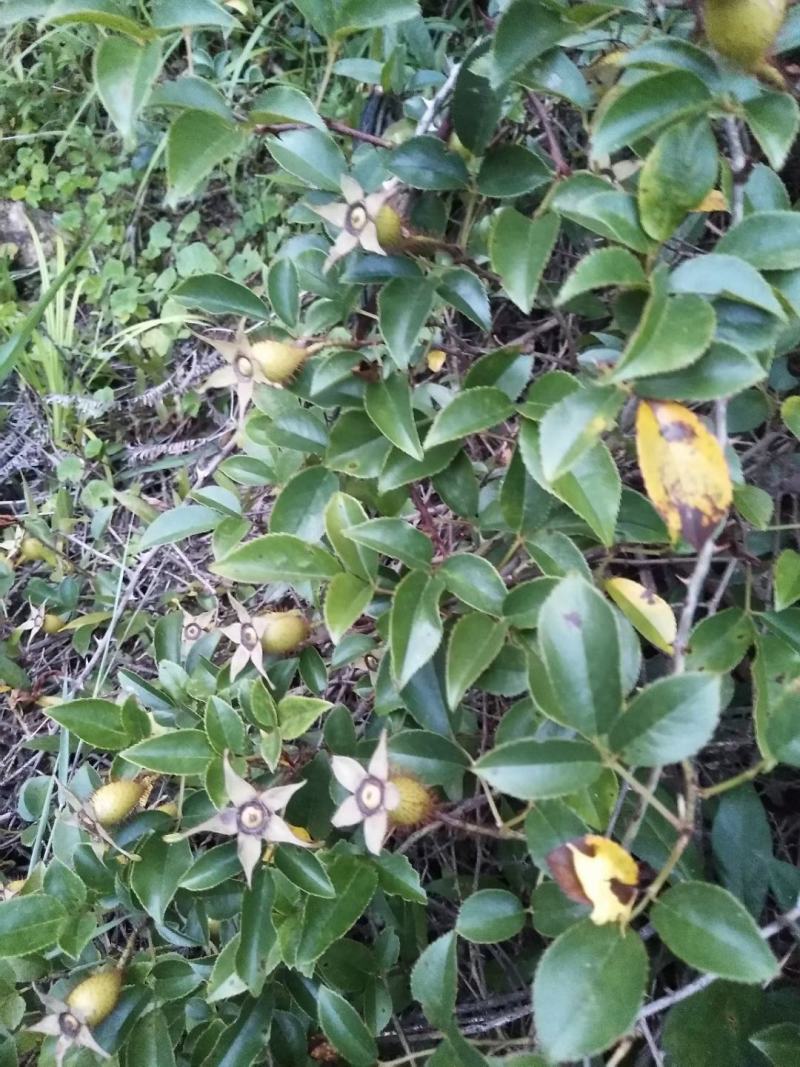 福建野生中草药材金樱子大量供应