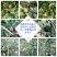 福建野生中草药材金樱子大量供应