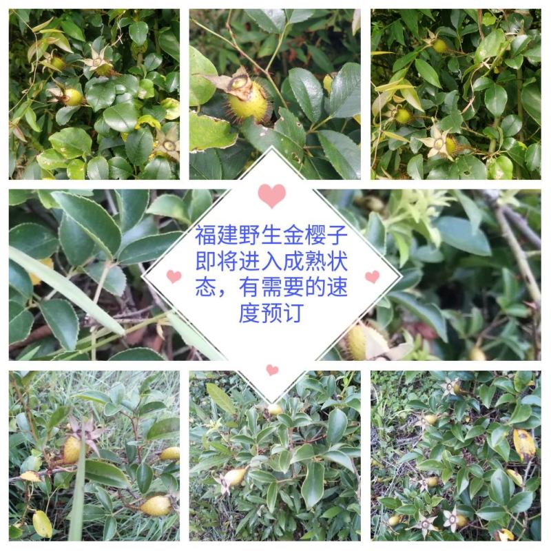 福建野生中草药材金樱子大量供应