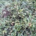福建野生中草药材金樱子大量供应