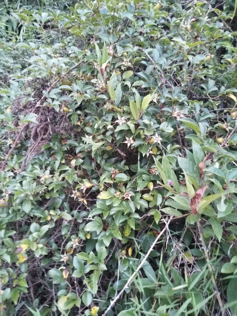 福建野生中草药材金樱子大量供应