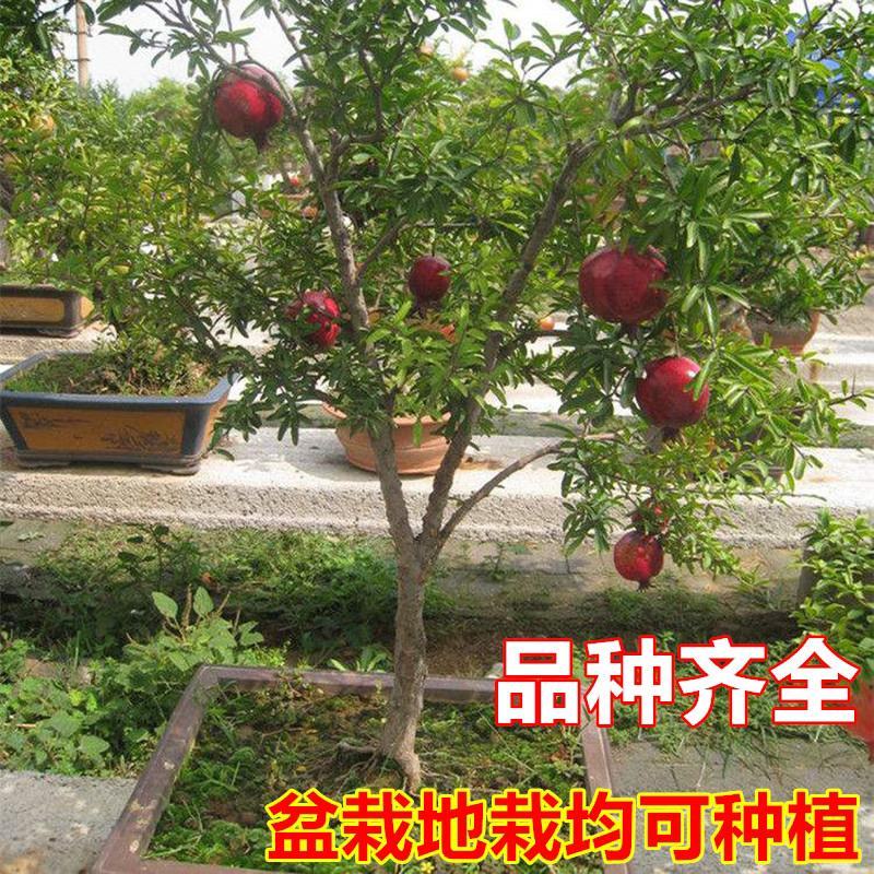 石榴树树苗突尼斯软籽庭院果树盆栽南方北方种植特大无籽石榴