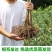 石榴树树苗突尼斯软籽庭院果树盆栽南方北方种植特大无籽石榴