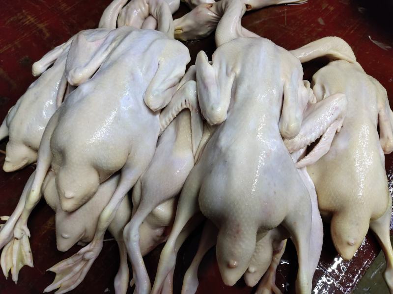 自家养的现杀新鲜白条鸭