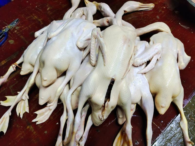 自家养的现杀新鲜白条鸭