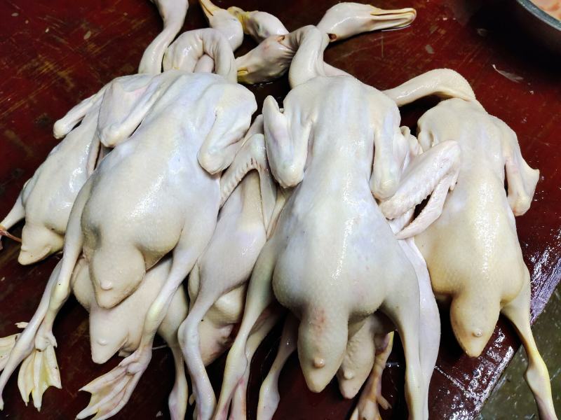 自家养的现杀新鲜白条鸭
