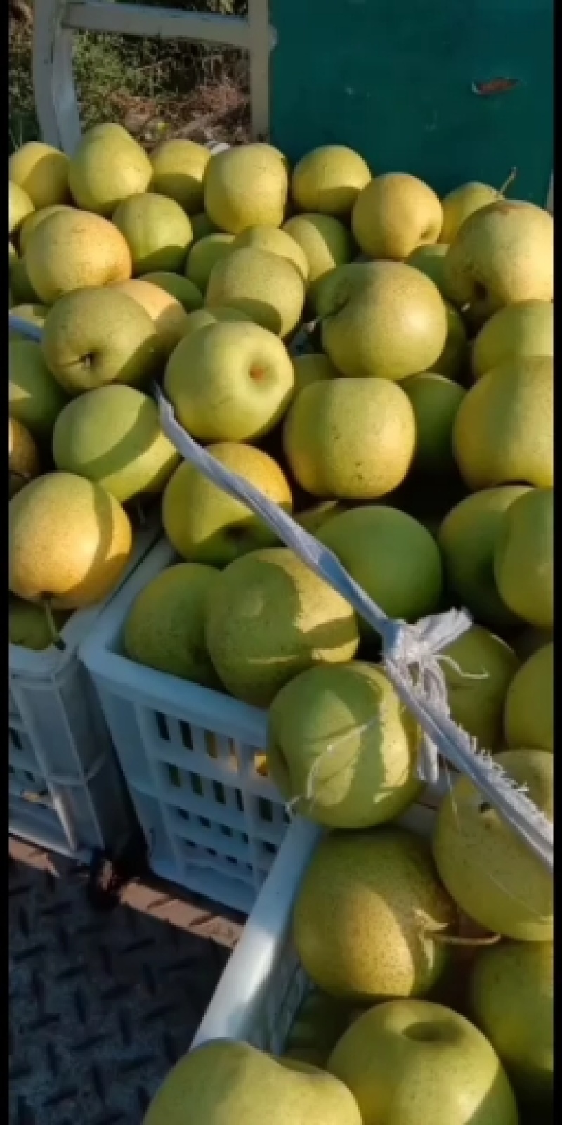 万亩精品砀山青皇冠梨大量上市中质量好价格优，欢迎全国各地客商