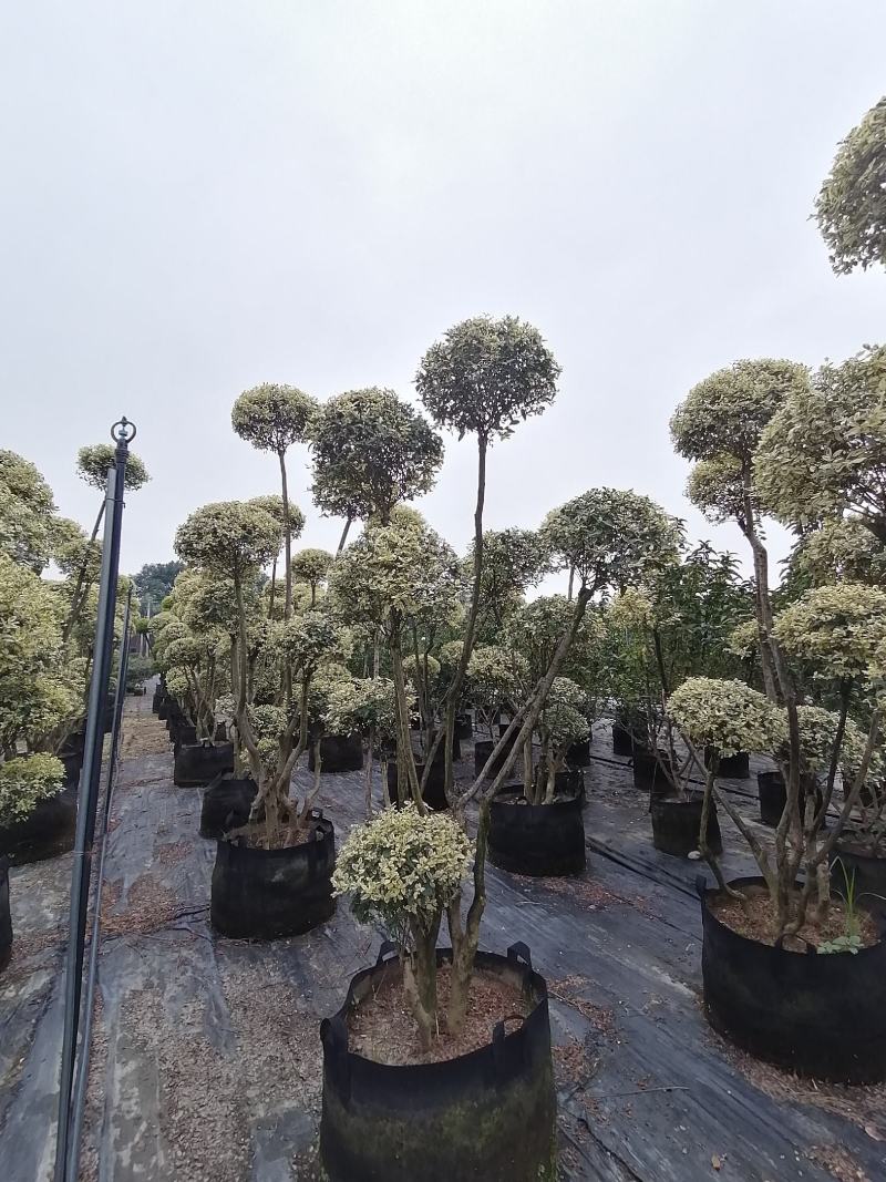 造型金姬小蜡袋苗都基地货源，造型金姬小蜡价格