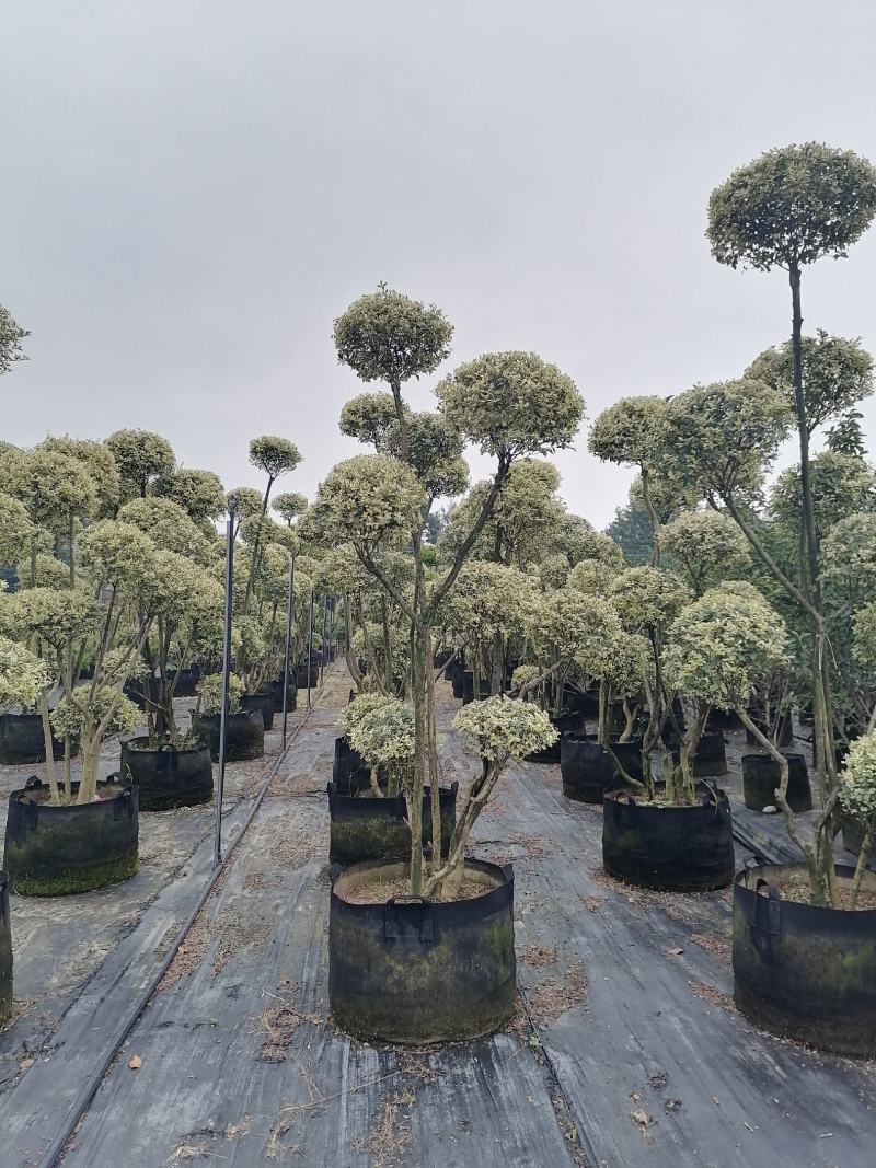 造型金姬小蜡袋苗都基地货源，造型金姬小蜡价格