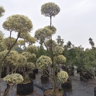 造型金姬小蜡袋苗都基地货源，造型金姬小蜡价格
