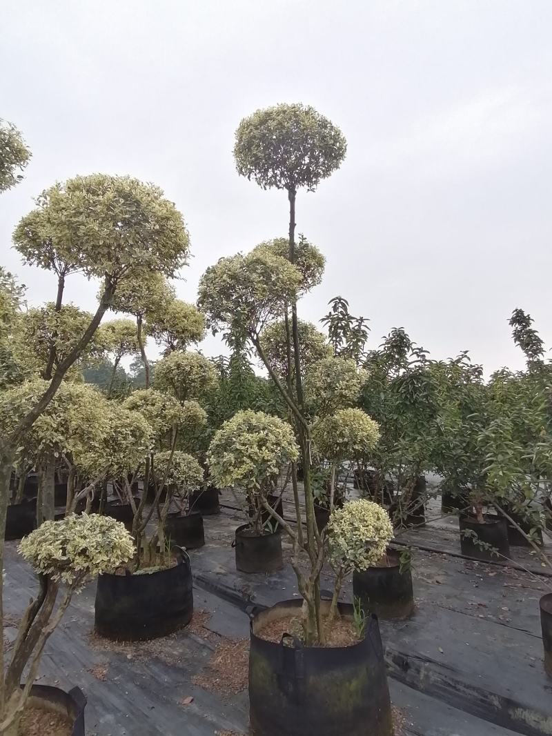 造型金姬小蜡袋苗都基地货源，造型金姬小蜡价格