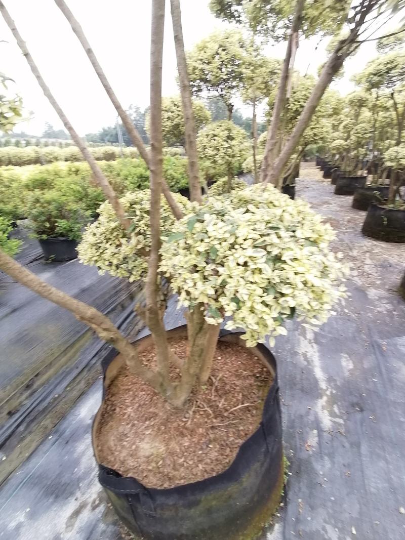 造型金姬小蜡袋苗都基地货源，造型金姬小蜡价格