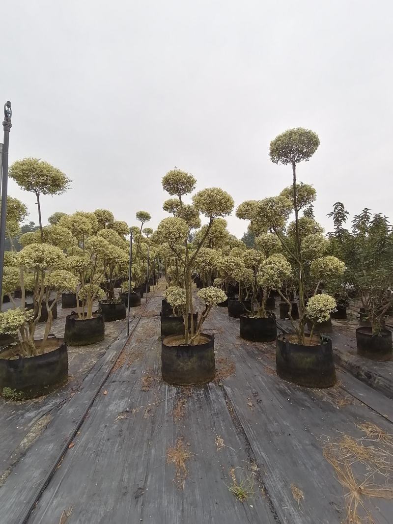 造型金姬小蜡袋苗都基地货源，造型金姬小蜡价格