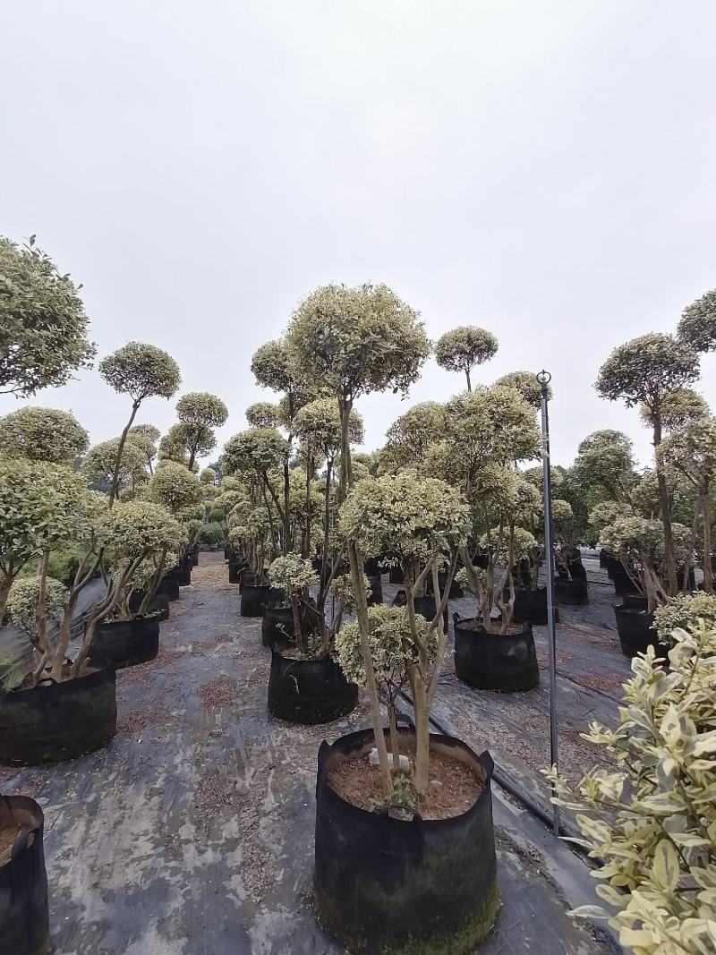 造型金姬小蜡袋苗都基地货源，造型金姬小蜡价格
