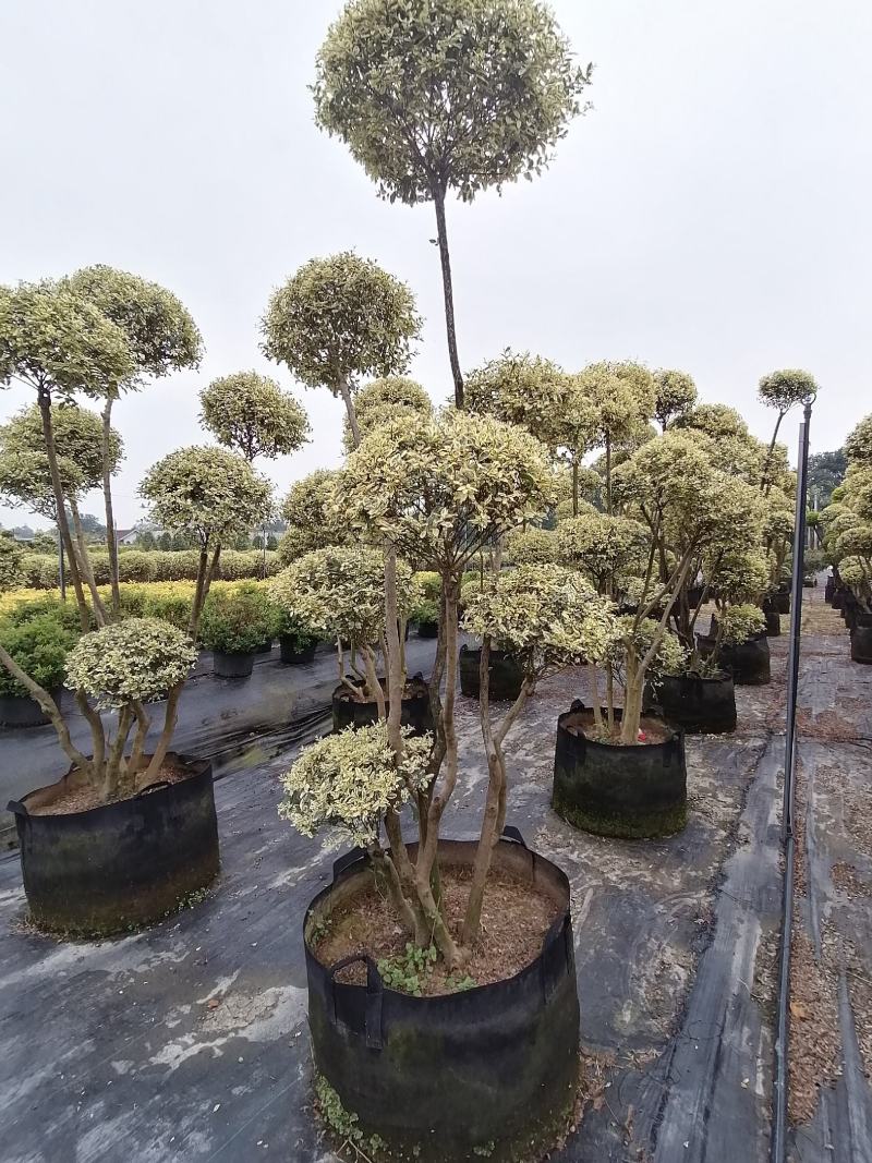 造型金姬小蜡袋苗都基地货源，造型金姬小蜡价格