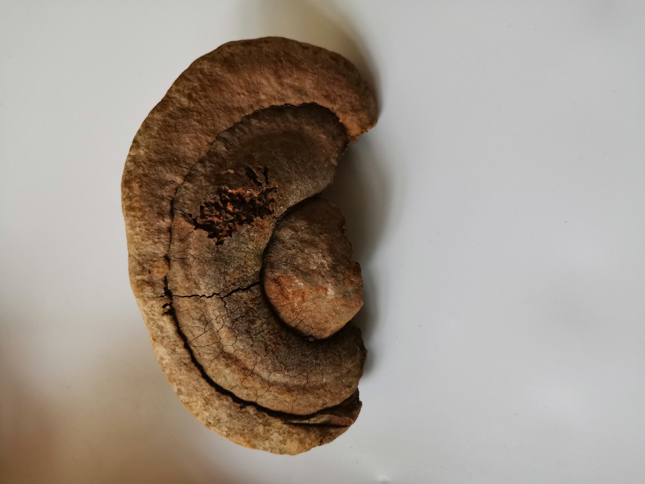 桑黄与黑灵芝对比图