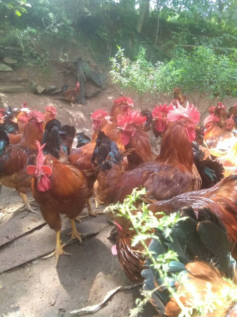 九斤黄鸡苗，九斤红鸡苗，三黄鸡苗，红玉鸡苗，