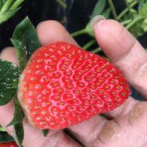 红颜草莓苗批发优质红颜一级苗保证品种质量