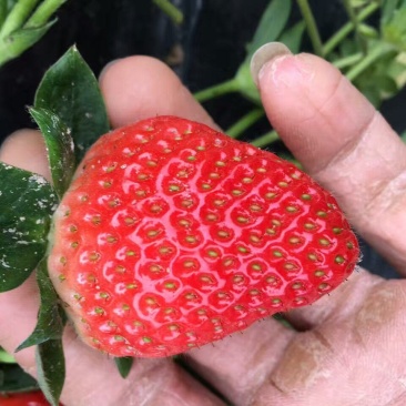 红颜草莓苗批发优质红颜一级苗保证品种质量