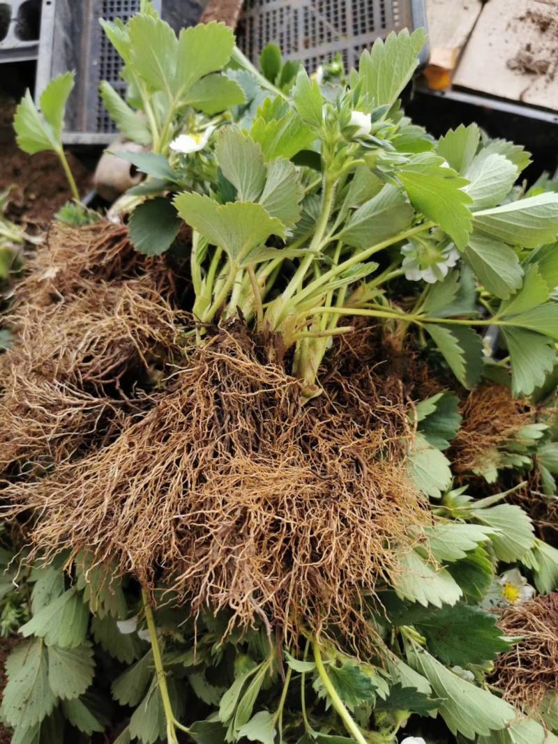 红颜草莓苗批发优质红颜一级苗保证品种质量