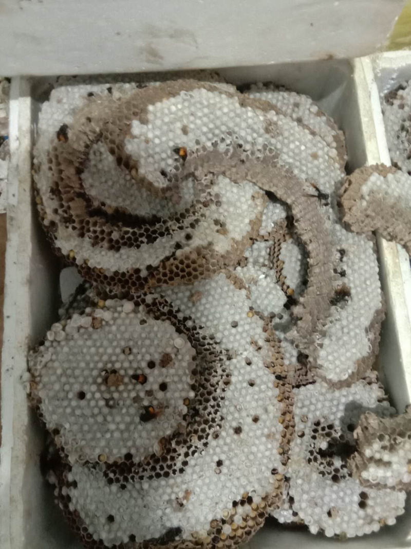搞蜂蛹生意的老板来一个，云南野生蜂蛹，懂的来