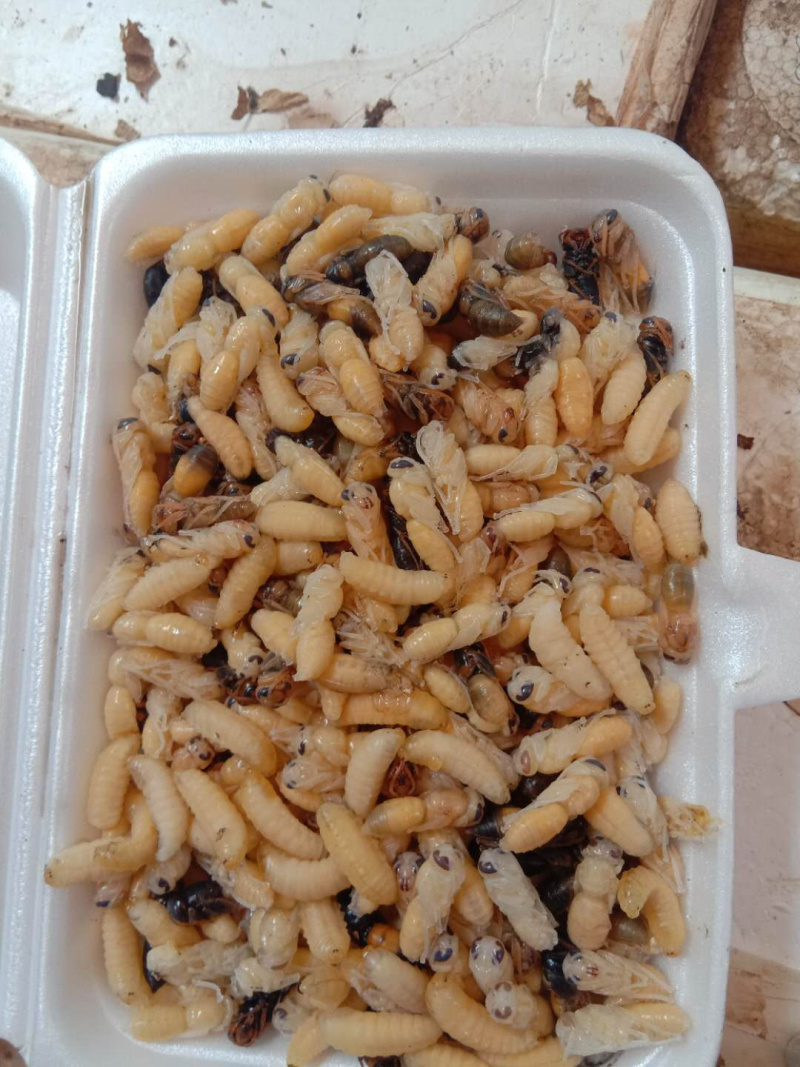 搞蜂蛹生意的老板来一个，云南野生蜂蛹，懂的来