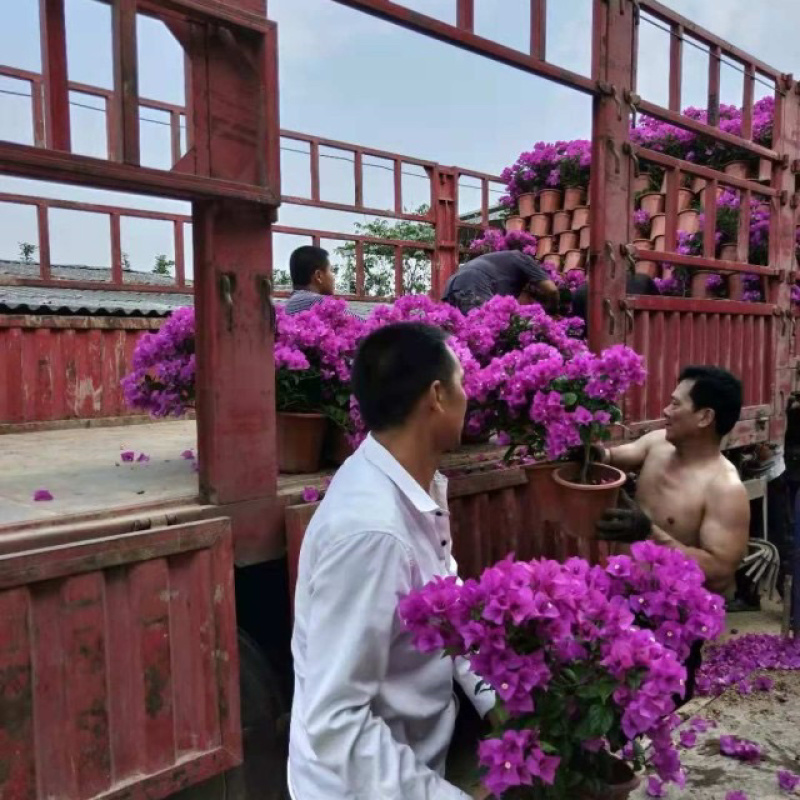 云南紫三角梅价格多色三角梅漳州基地批发报价