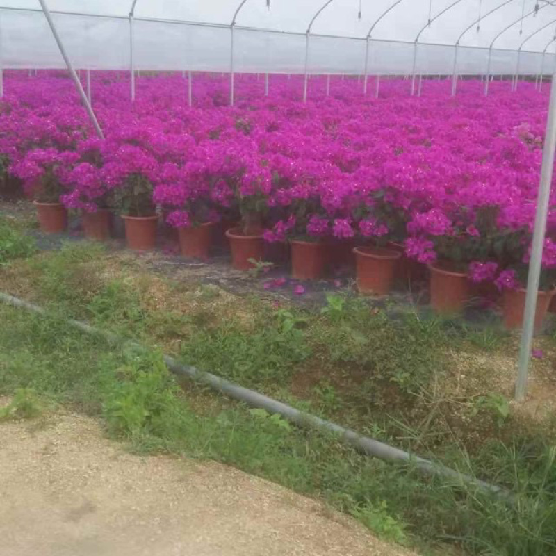 云南紫三角梅价格多色三角梅漳州基地批发报价