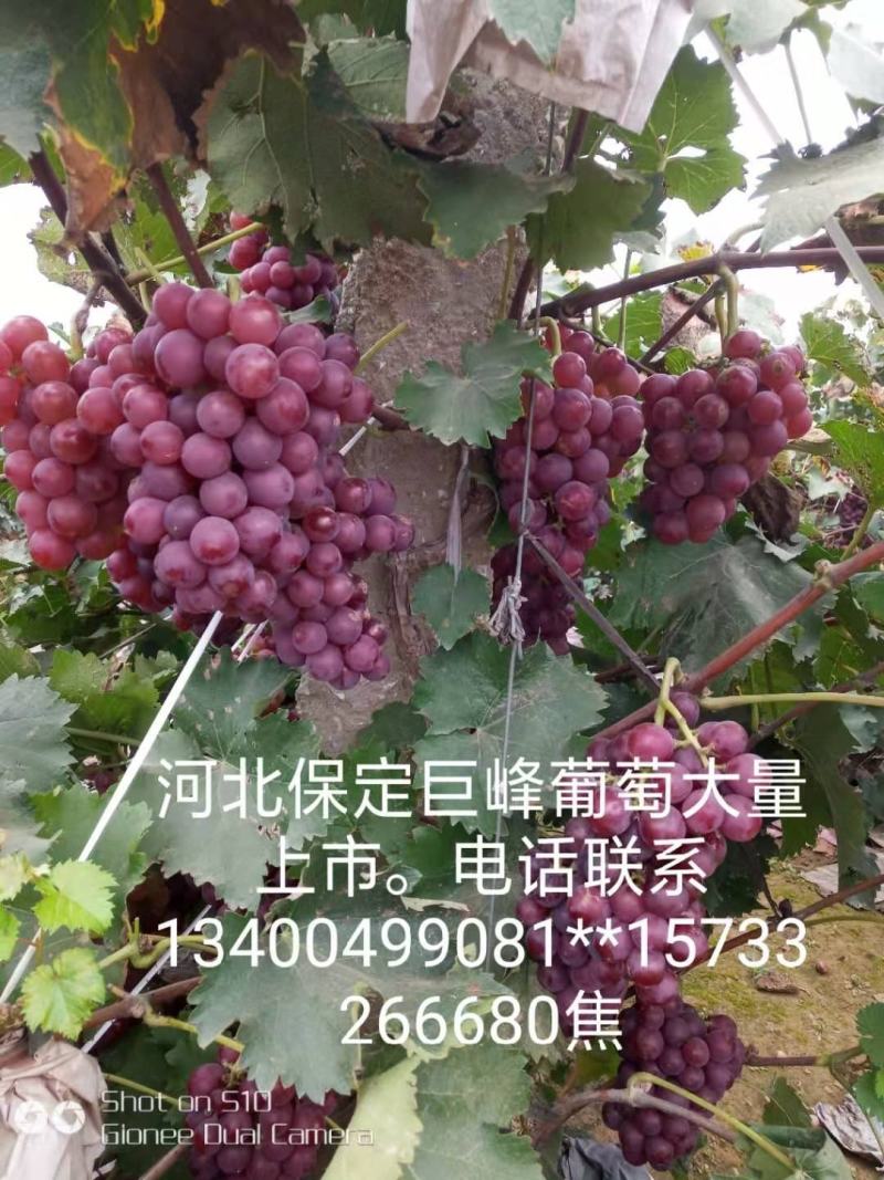 【热卖】河北巨峰葡萄，颜色鲜艳，口感甘甜，串大颗粒饱满