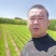 靖远大田精品韭菜陆续上市