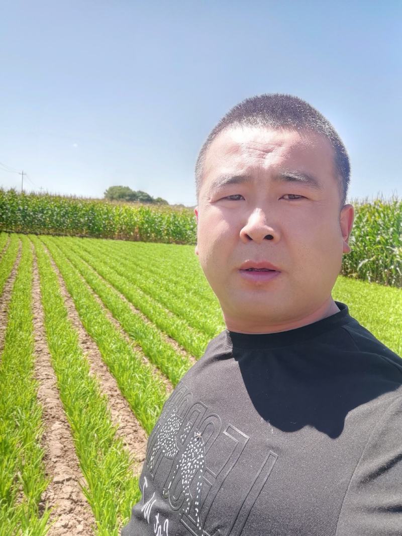 靖远大田精品韭菜陆续上市