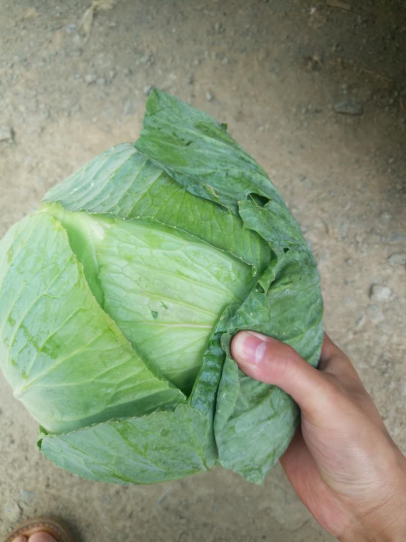 包菜甘蓝奥奇娜铁包包菜韩将军