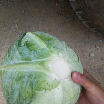 包菜甘蓝奥奇娜铁包包菜韩将军